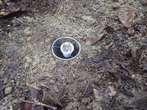地面に掘った穴に直径5cmくらいのプラスチックカップが浮くようにセットされた写真