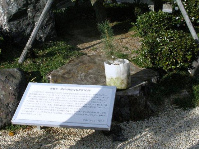 原木（切株）の上に置かれた後継樹