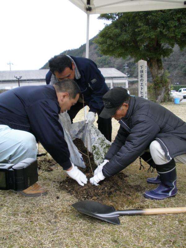 丁寧に植えました