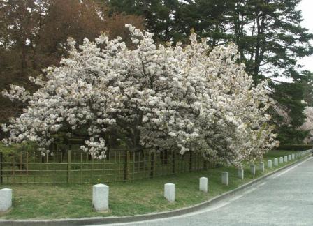 親木「御所御車返し」の開花の様子