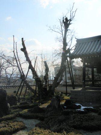 親木「招善寺のハクモクレン」