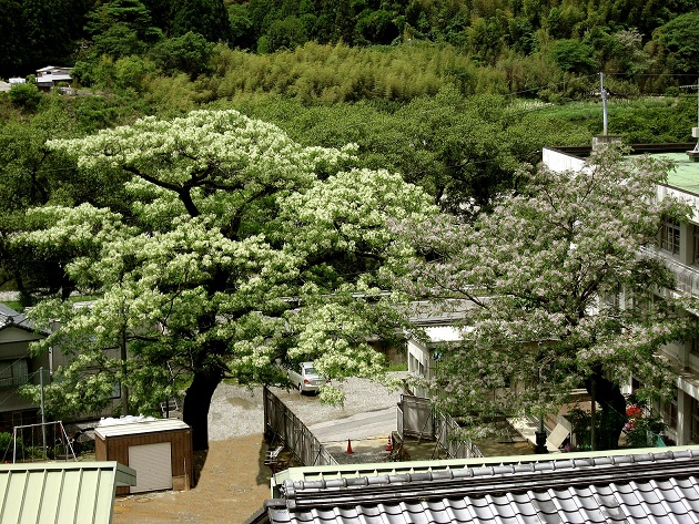 神谷小中学校と白花センダン