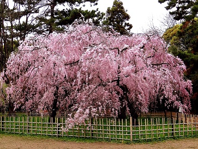 近衞邸の糸桜（八重紅）