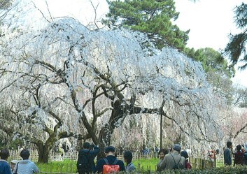 近衞邸の糸桜（白一重）