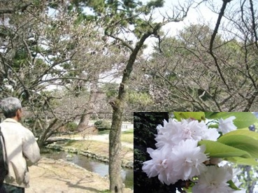 市原虎の尾と花