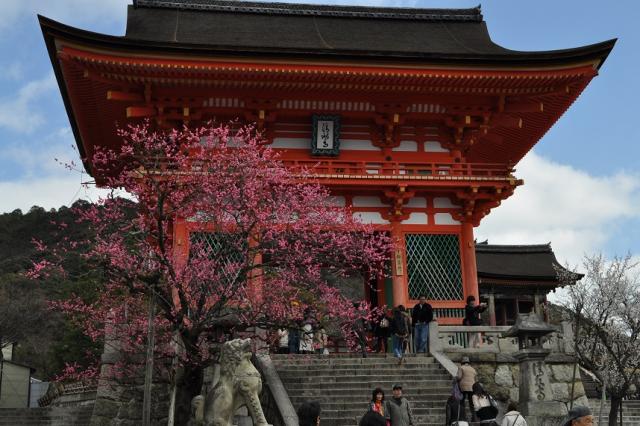 清水寺仁王門のウメ（紅梅）