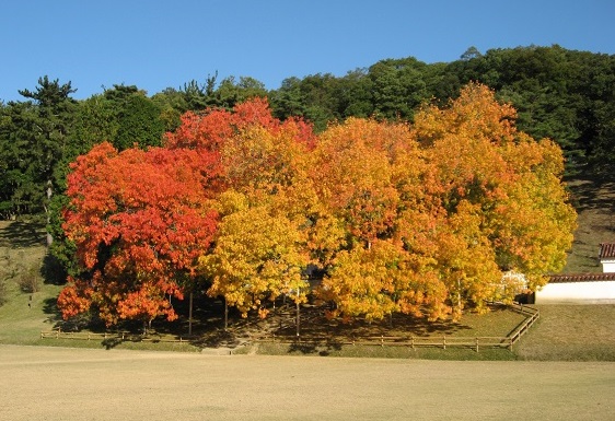 旧閑谷学校のカイノキ（左・右）