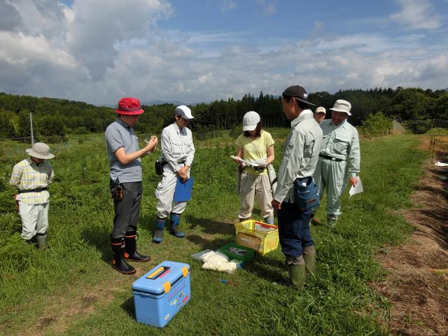 マツノザイセンチュウの接種（1）