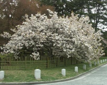 京都御苑の御所御車返し