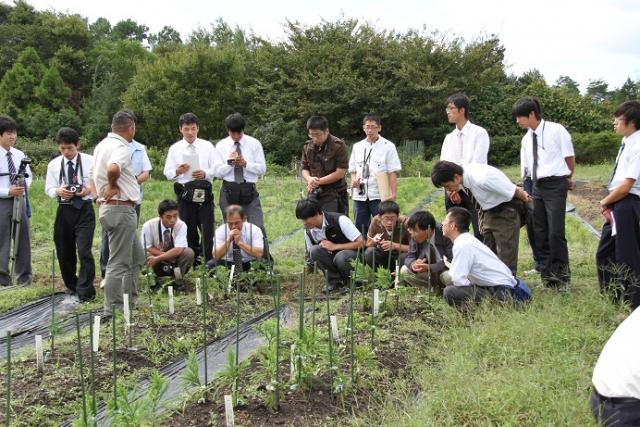 つぎ木したスギ、ヒノキ、アカマツなどを苗畑で説明