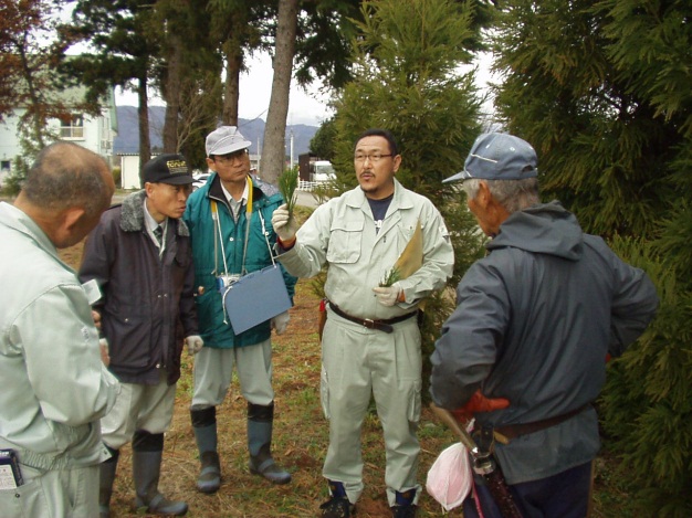 スギミニチュア採種園管理（福井県）
