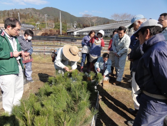 マツのつぎ木（和歌山県）