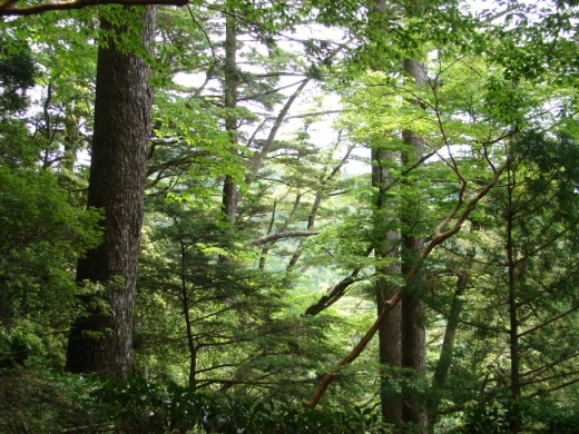 トガサワラの天然林（三重県大又）