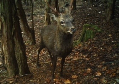 シカ被害など森林の主な病虫獣害の防除技術