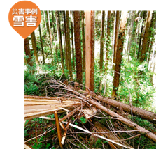 雪害事例の写真