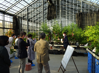 温室栽培ゲノム編集無花粉スギ見学の写真