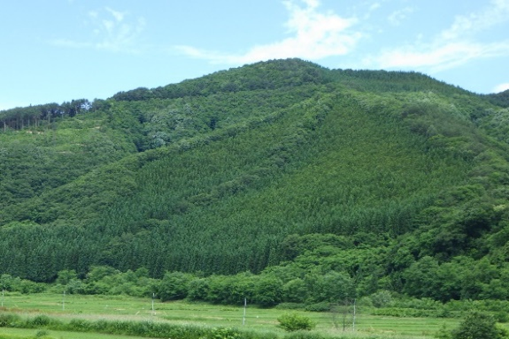 針広混交林の写真