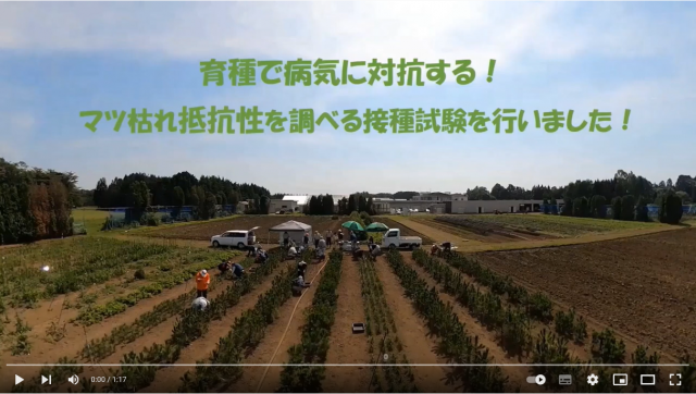 マツ枯れ線虫接種試験紹介動画画像