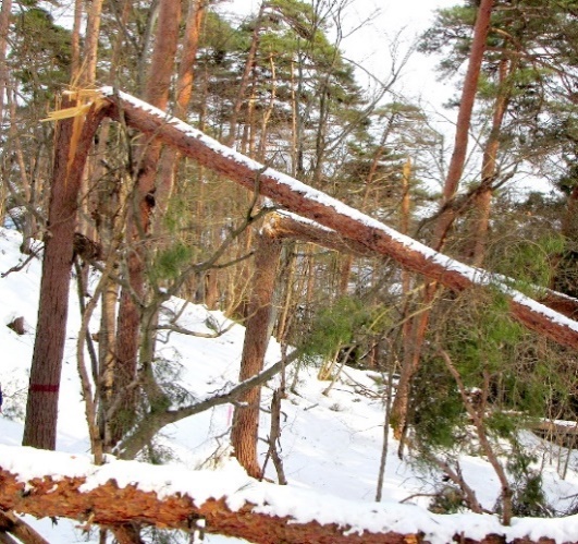 森林雪害事例の写真