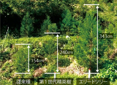 エリートツリー植栽試験の写真