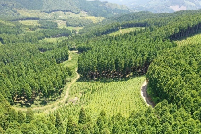 複層林の写真