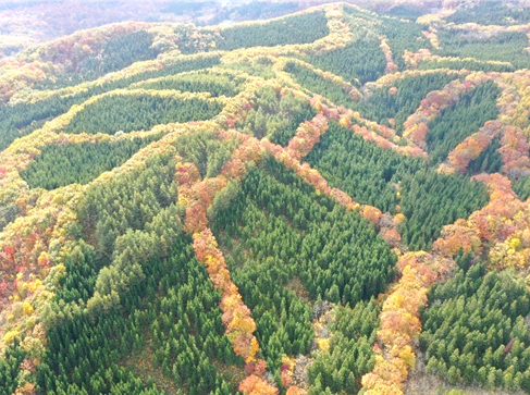 針広混交林の写真