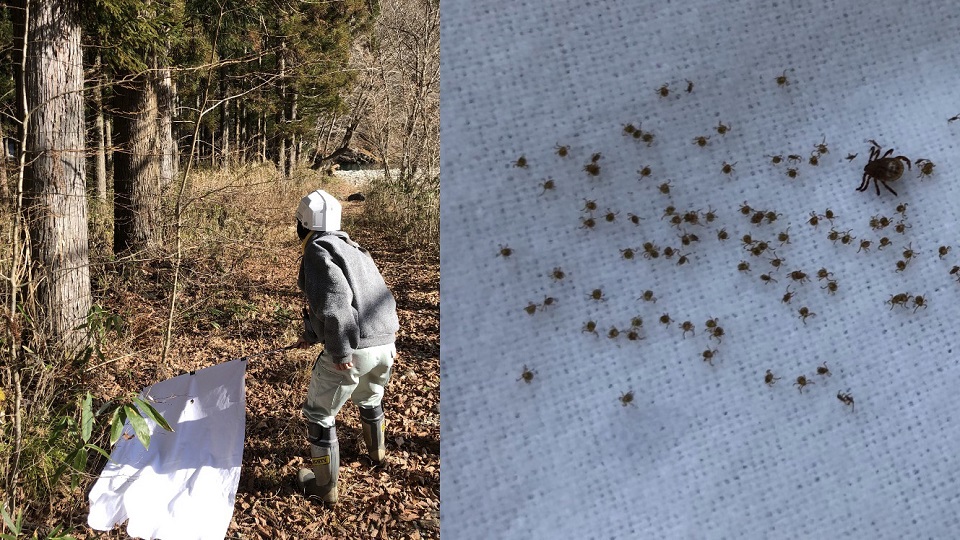 旗ずり法の様子と採集したマダニの写真