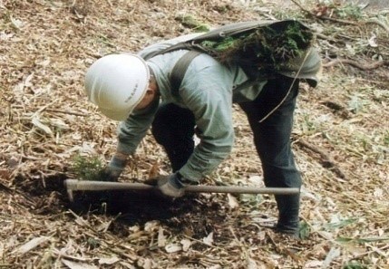 作業員が植栽している写真