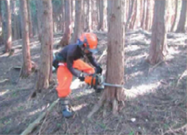 作業員がチェーンソーで間伐している写真
