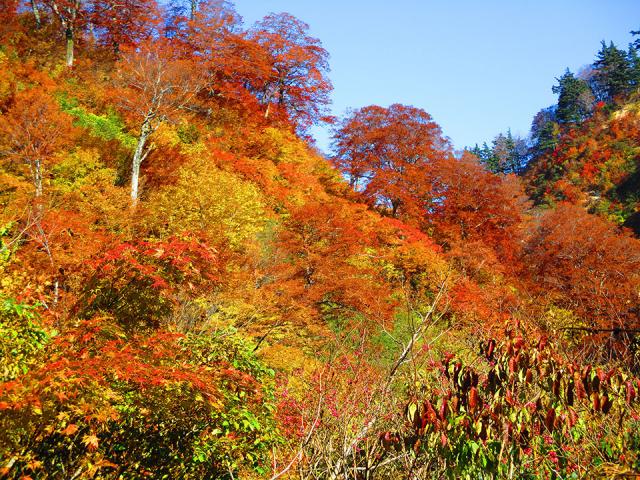 秋の月山ブナ林（環境報告書2024トップページ写真）