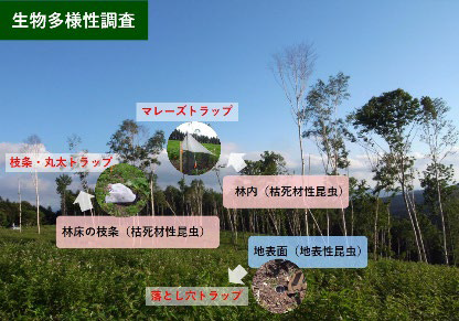 森林管理を多角的に調査する写真