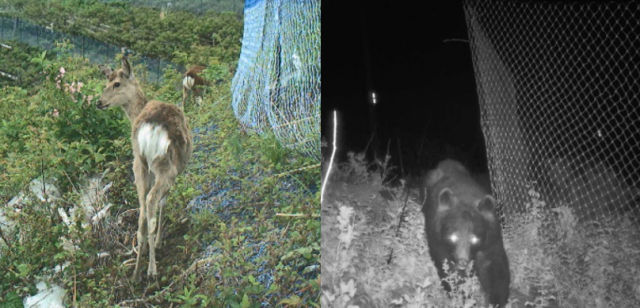 「通り道」を通過するニホンジカとツキノワグマの写真