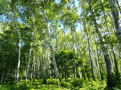 岩手県平庭高原白樺林の写真