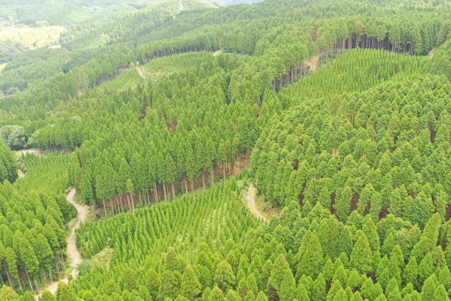複数の樹冠層を有する育成複層林の写真