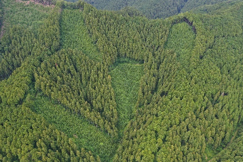 育成複層林の写真