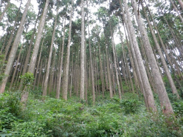 間伐林の写真