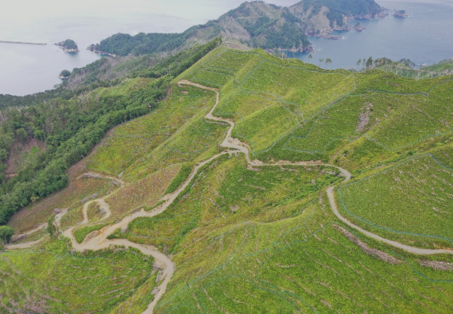 植栽後の契約地の全景の写真