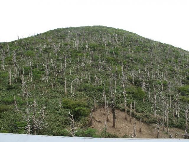 山形蔵王オオシラビソ枯損地の写真