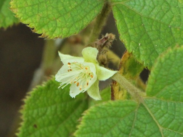 フユイチゴの花