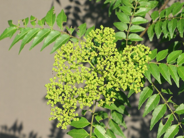 イヌザンショウの花