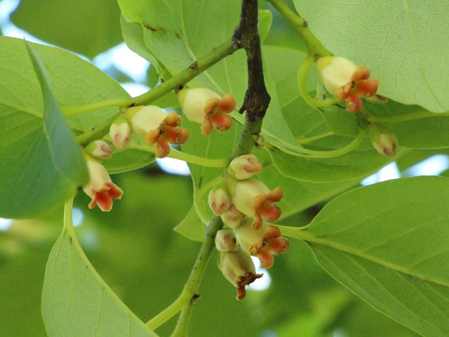 リュウキュウマメガキの花