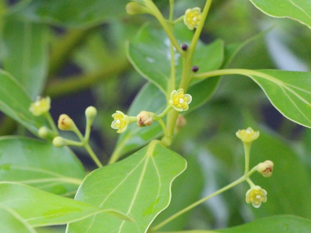 ヤブニッケイの花