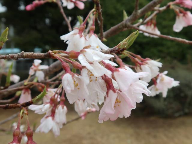 エドヒガンの花