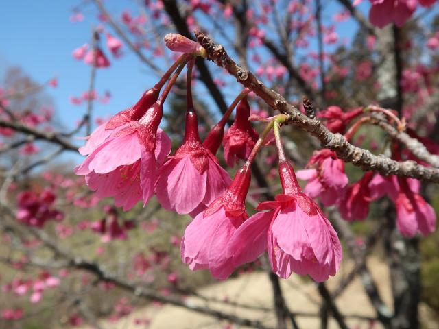 カンヒザクラの花