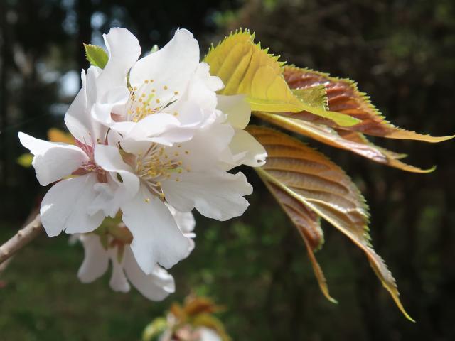 カスミザクラの花