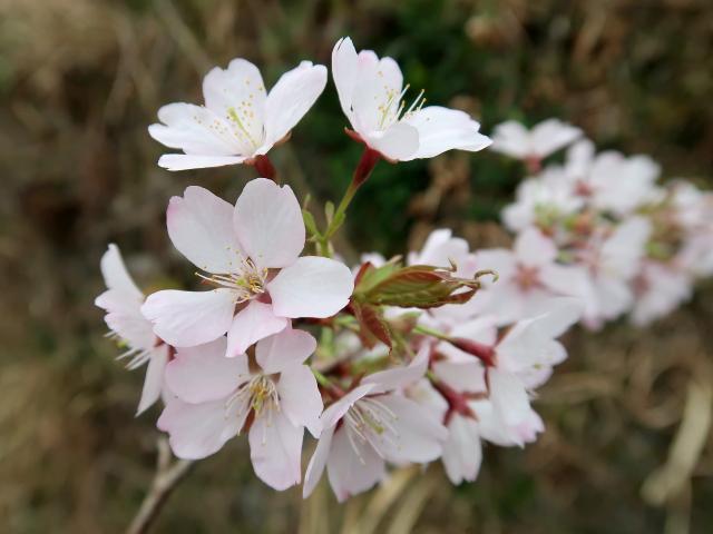 クマノザクラの花