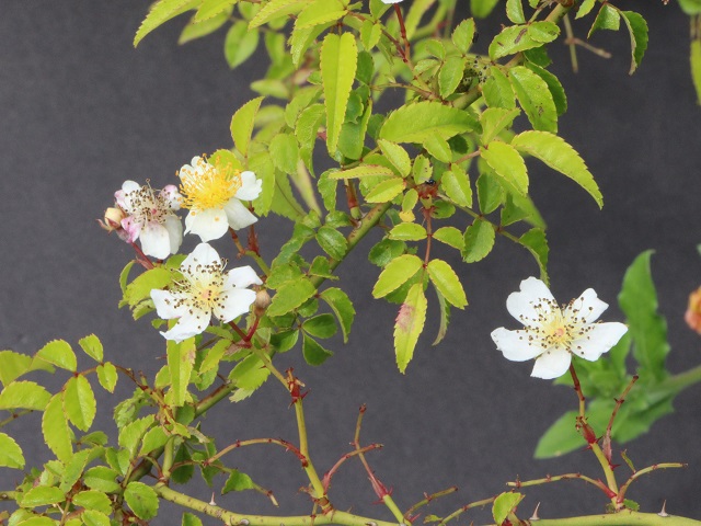 ノイバラの花