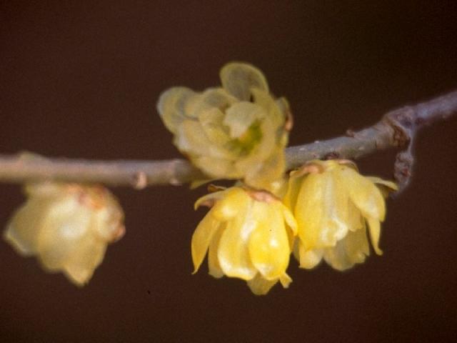 ソシンロウバイの花