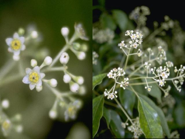 クスノキの花
