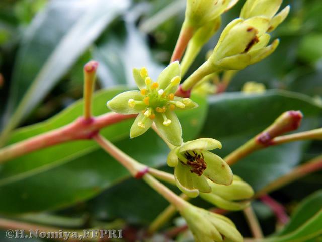 タブノキの花